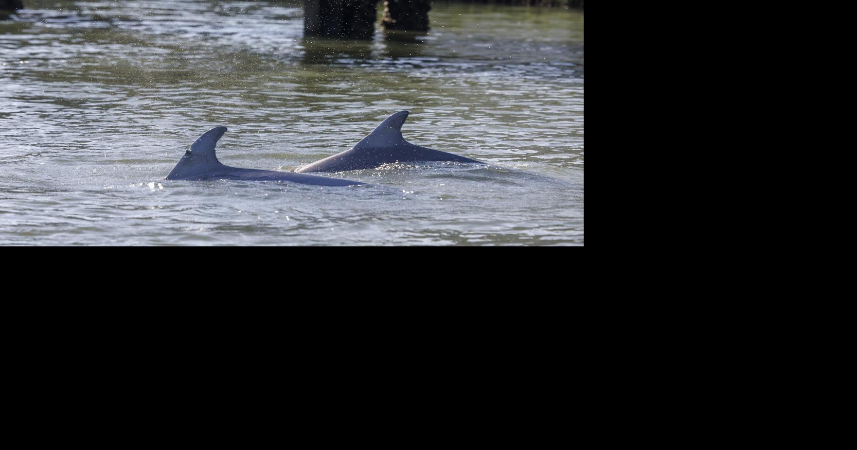 Shem Creek is polluted. SC regulators just issued new permits for septic systems on its banks.