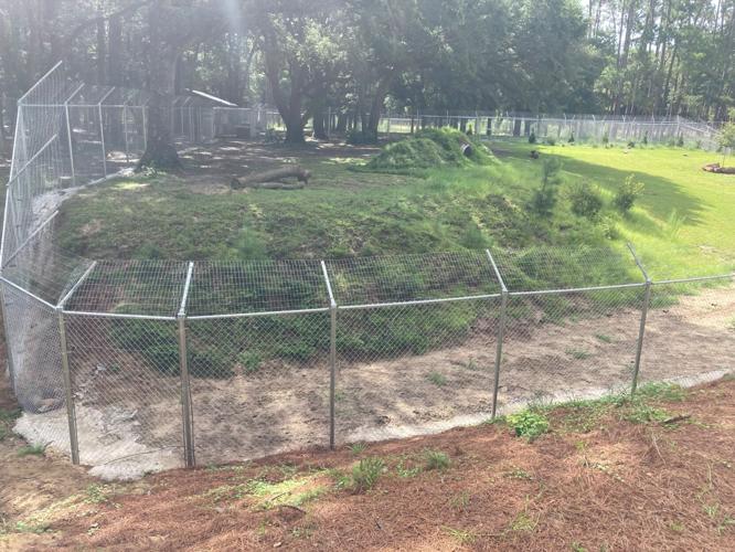Endangered red wolves move into new habitat at Brookgreen Gardens