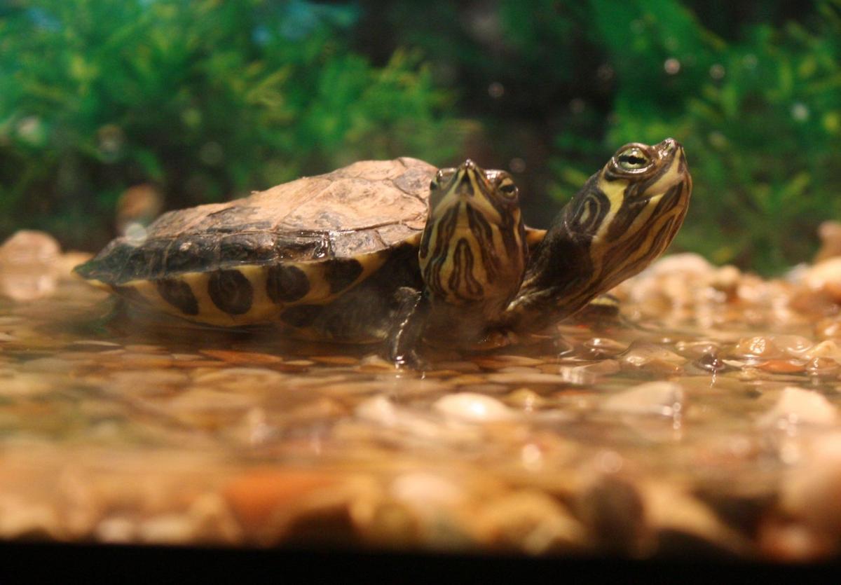 2-headed turtle turns heads at Louisiana zoo | Archives 