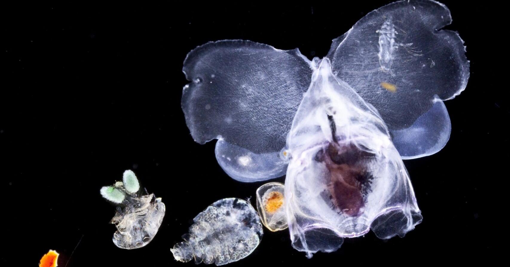 Plankton produce half of our oxygen. Will climate change affect these oxygen producers? - Vimarsana News