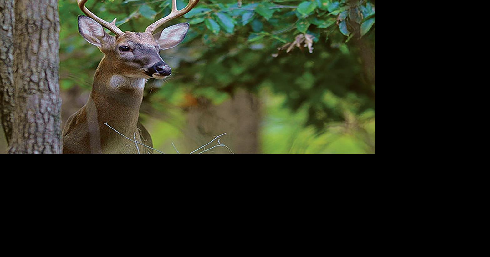 SCDNR seeks public input on controversial method of deer hunting