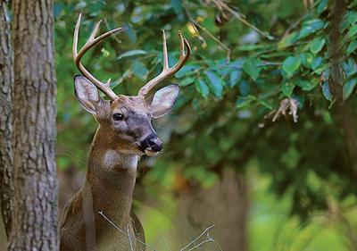 SP19 OUTDOORS COLUMN.jpg