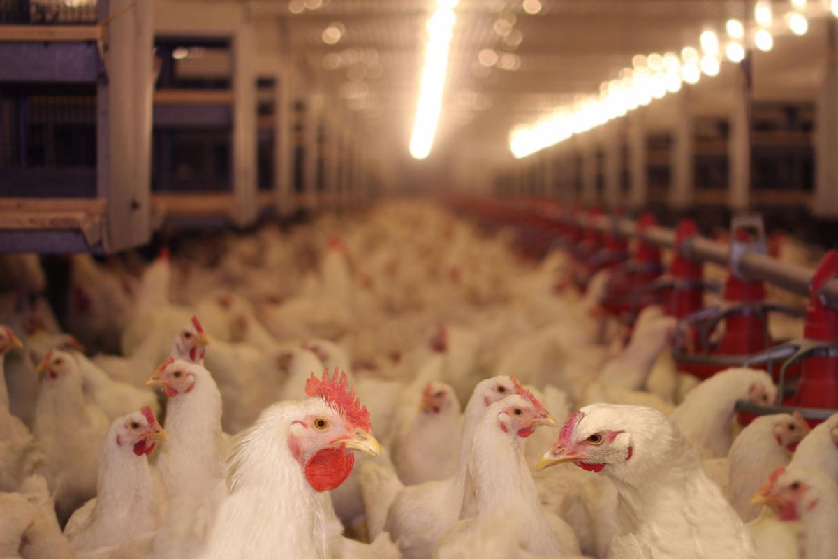 South Carolina Poultry Producers Want Bill That Limits Who Can