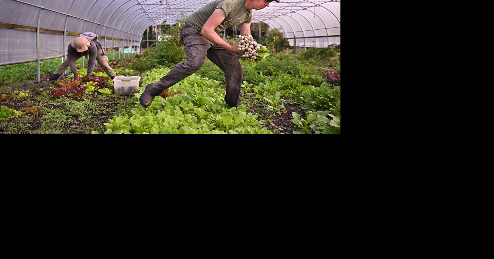 SNAP vital, sober culture's impact, apply rules consistently | Letters