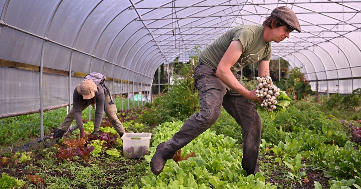 Dampak Budaya Penting, Tegas, Kendali Kebiasaan, Terapkan Aturan dengan Konsisten.