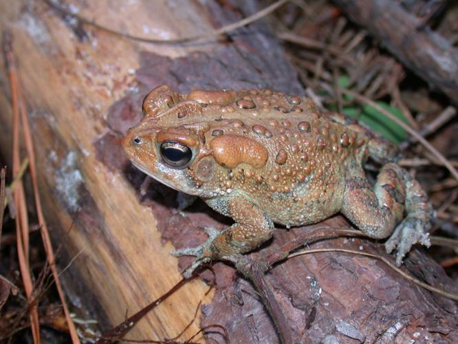 ECOVIEWS Why do dogs that eat toads foam at the mouth? Features