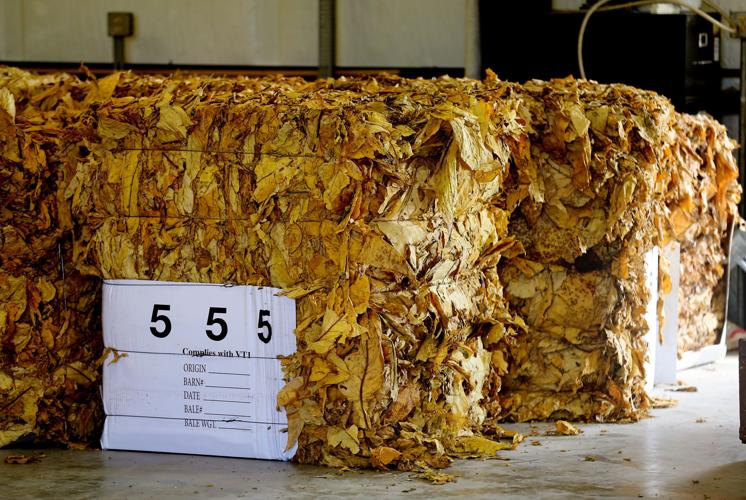 Tobacco still South Carolina's 'money crop' as farmers try to hang on