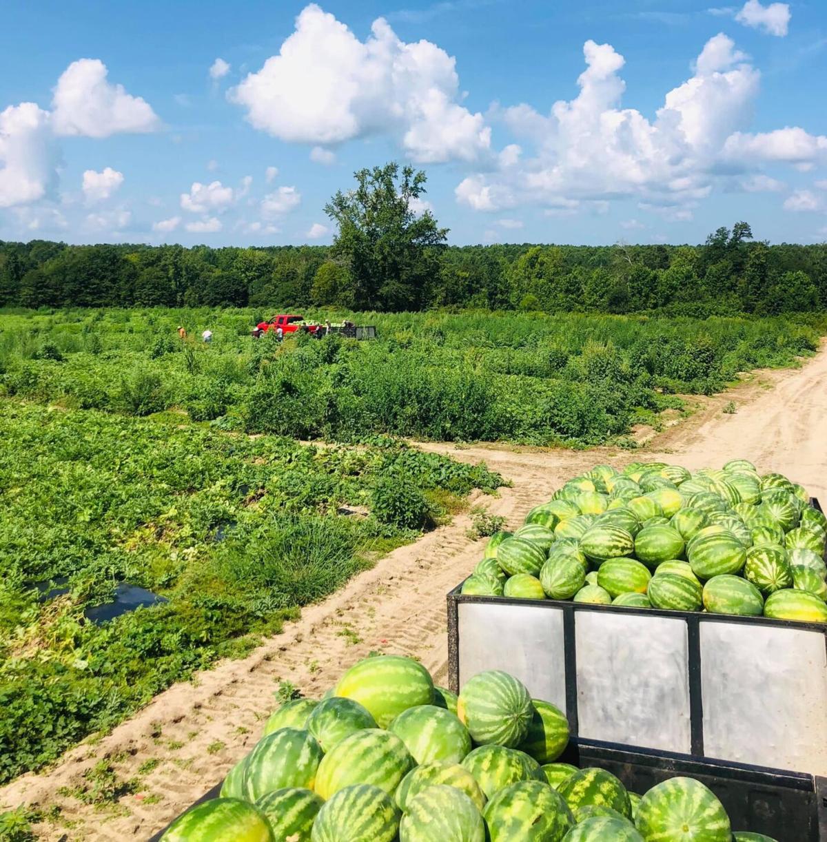 Warm weather, long season keep SC watermelon growers busy through Labor