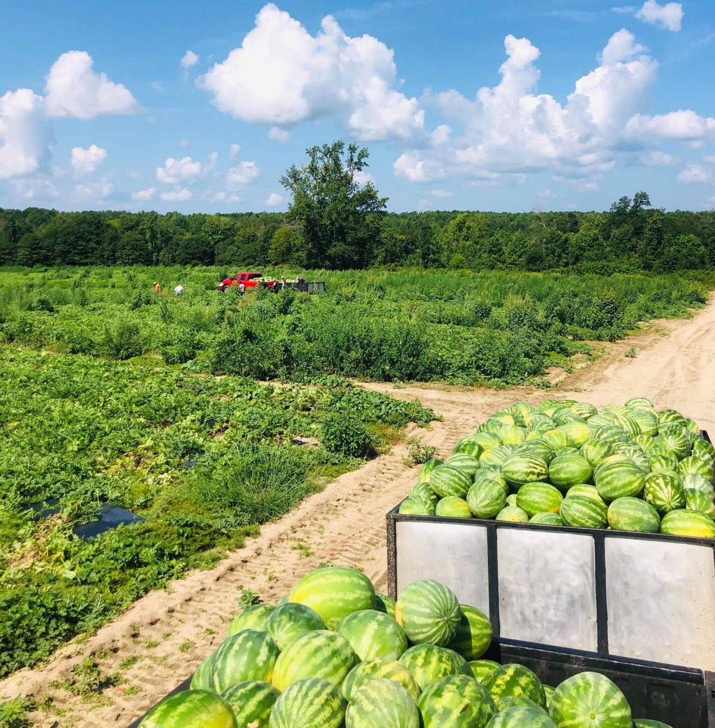 Warm weather, long season keep SC watermelon growers busy through Labor Day Features