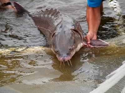 Catch the Fish of Many Names - South Carolina Lowcountry