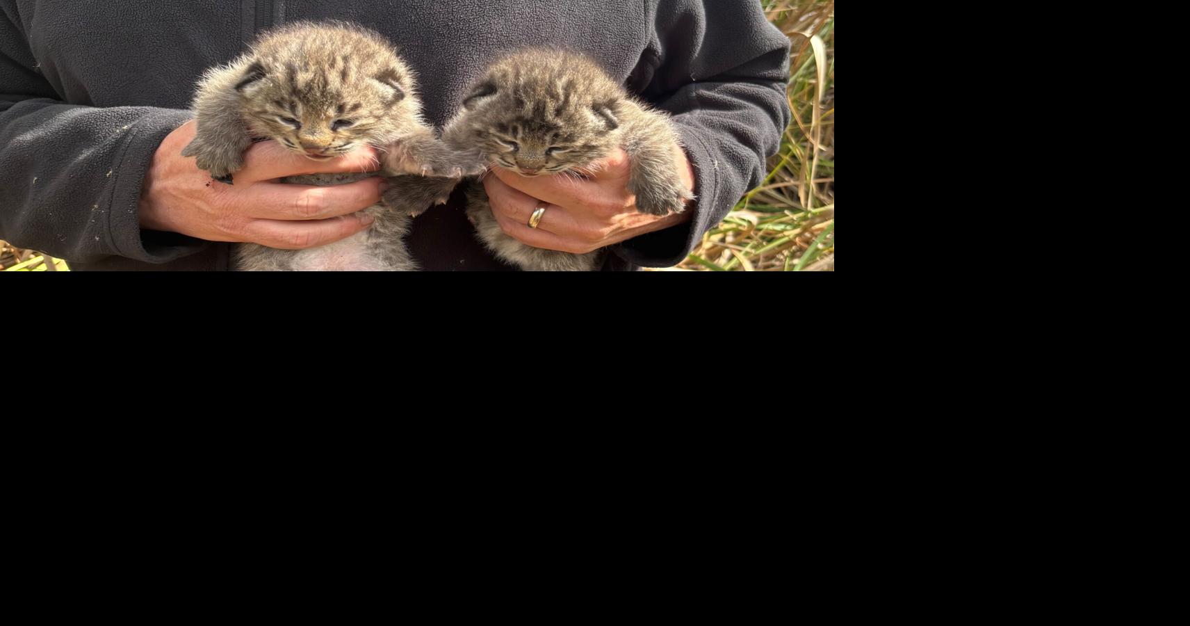 Kiawah Island welcomes first baby bobcats of 2026 as town works to protect its population