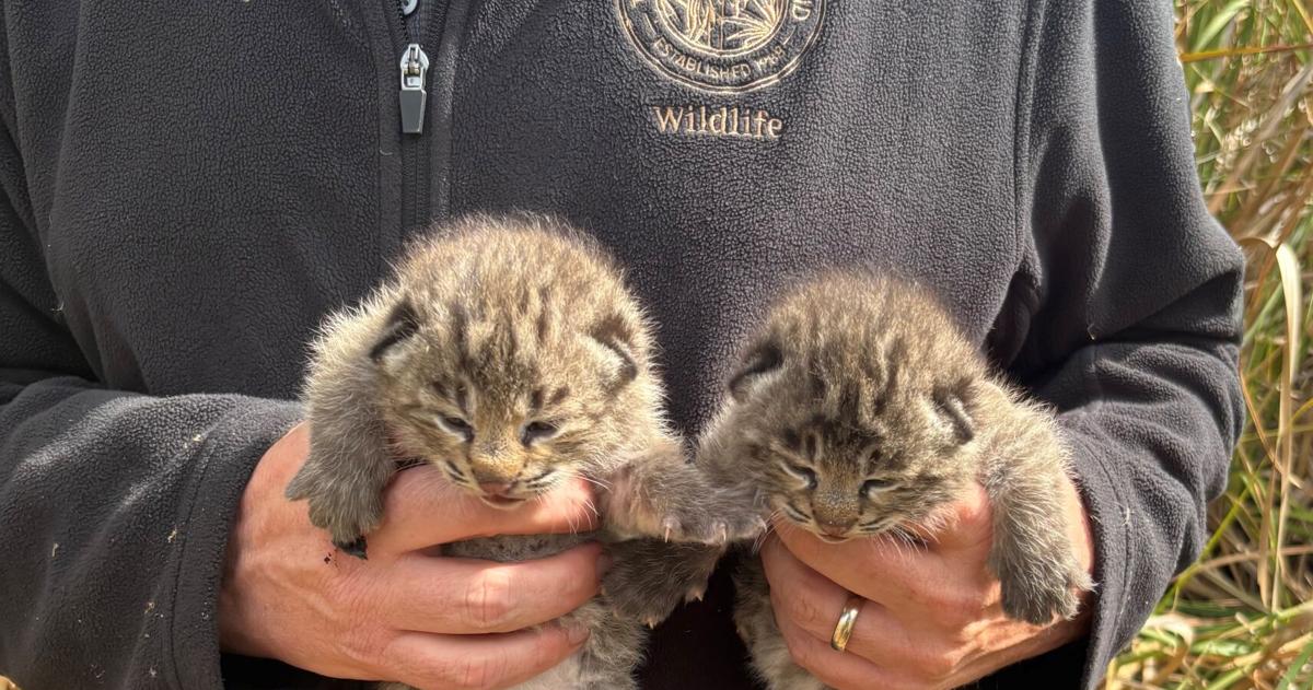 Kiawah Island welcomes first baby bobcats of ‘26 as town works to protect ...