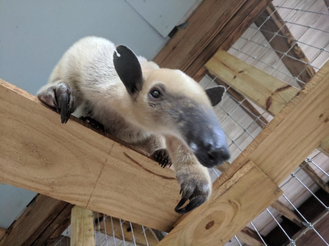 Anteaters make strange, but wonderful pets Pets