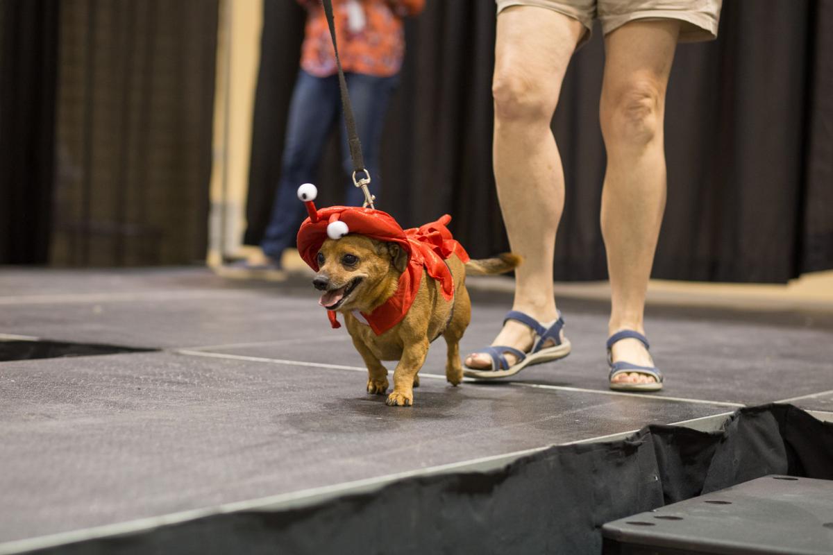Pet Expo-October 14, 2017-556