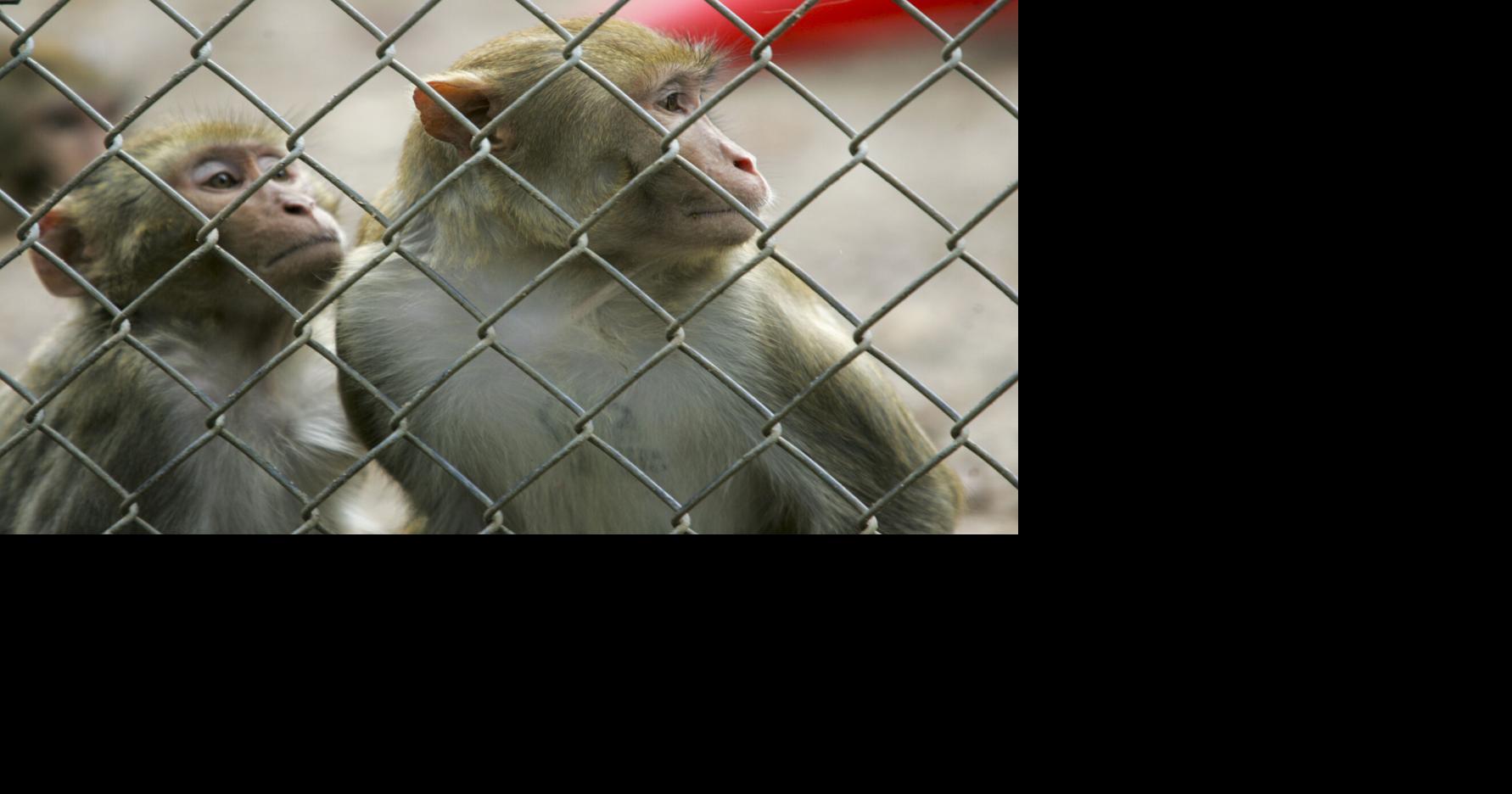 A ‘Rikers Island’ vacation: SC monkey farm seeks to expand primate retirement services