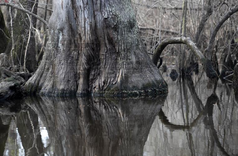 SC's ambitious Black River park project will provide public access to  waterway | Local and State News | postandcourier.com