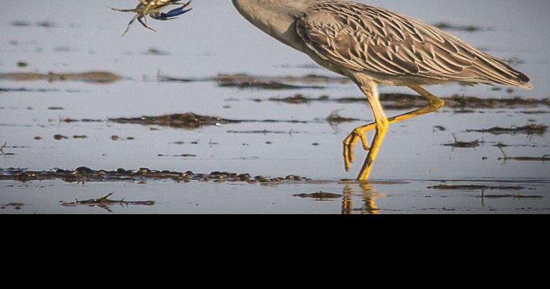Wading birds of Georgetown County | Uncategorized ...