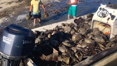 Horseshoe crab harvesters collect crabs on Turtle Island (copy)