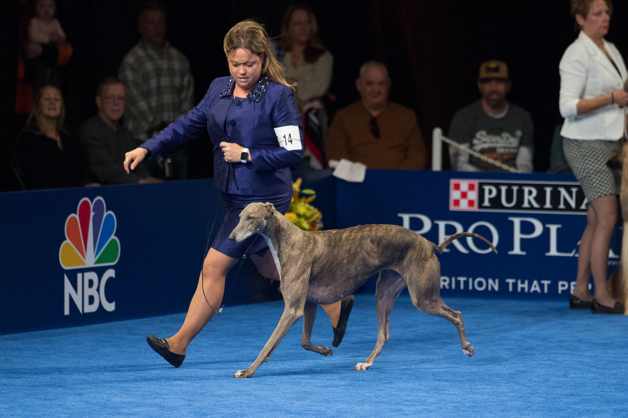 National dog best sale show greyhound