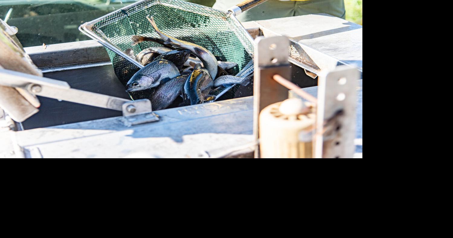 SCDNR stocking Columbiaarea river with thousands of trout to maintain