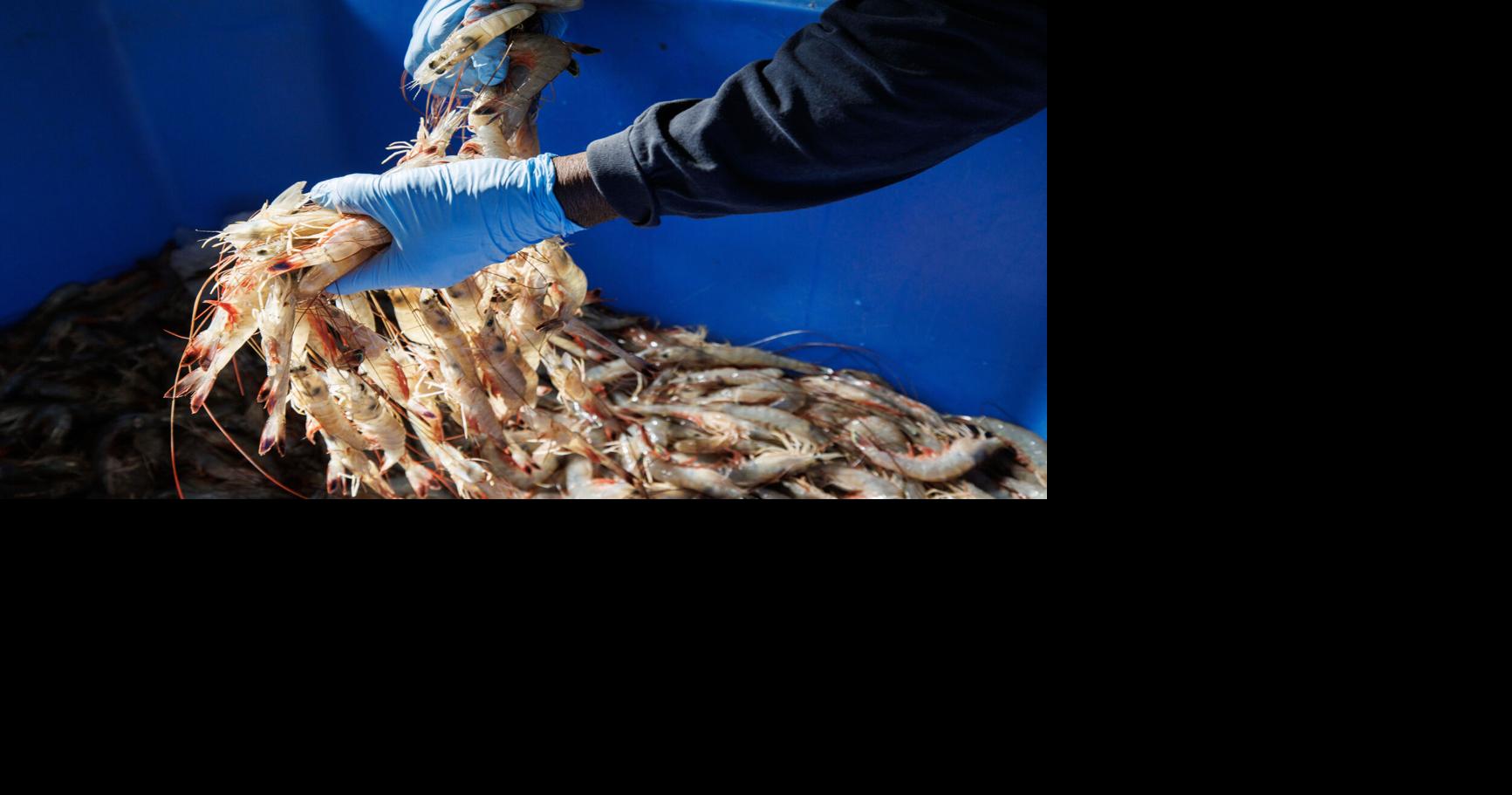 Editorial: SC shrimpers need help, but House-passed plan goes too far