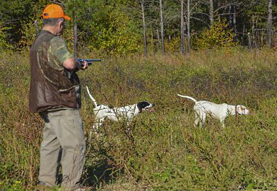 Bird dog clearance training