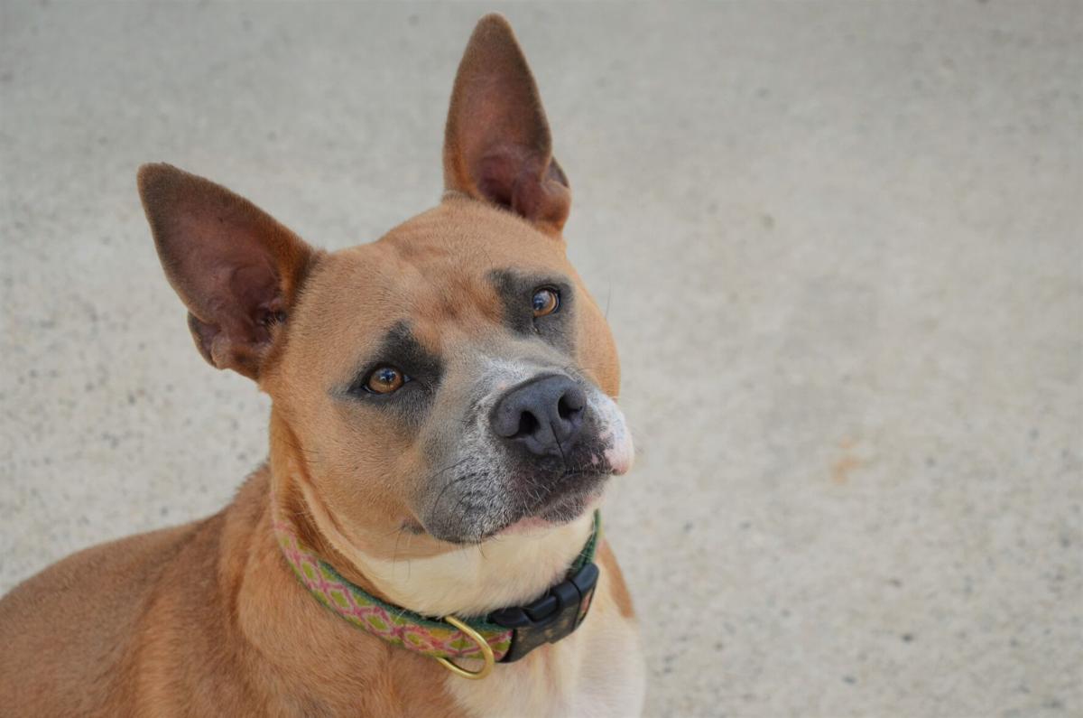 Local animal shelters strive toward increasing animals' welfare in Aiken County | Local News Local animal shelters strive toward increasing animals' welfare in Aiken County | Local News