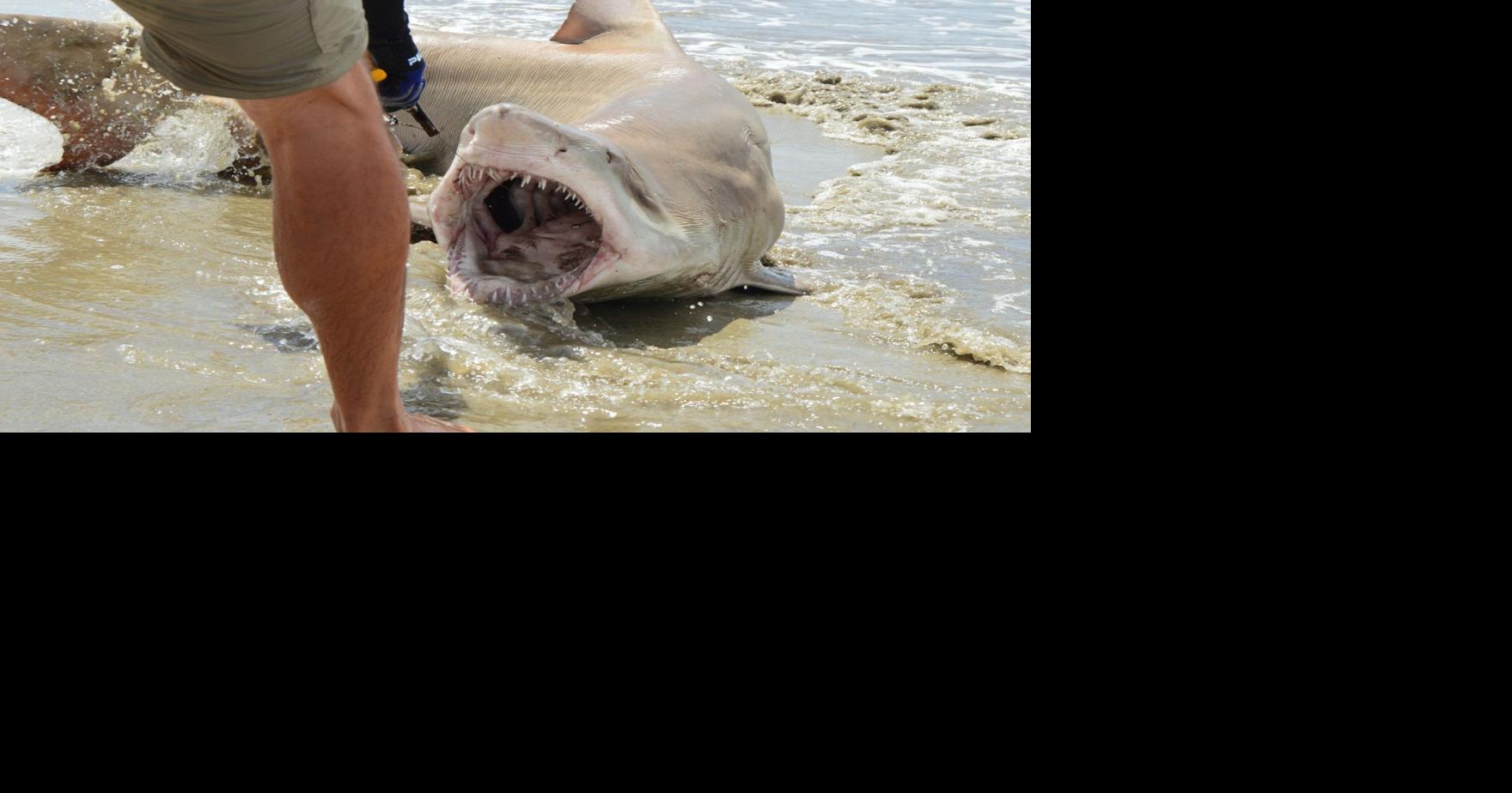 Land-based shark anglers skillfully bring in big beasts
