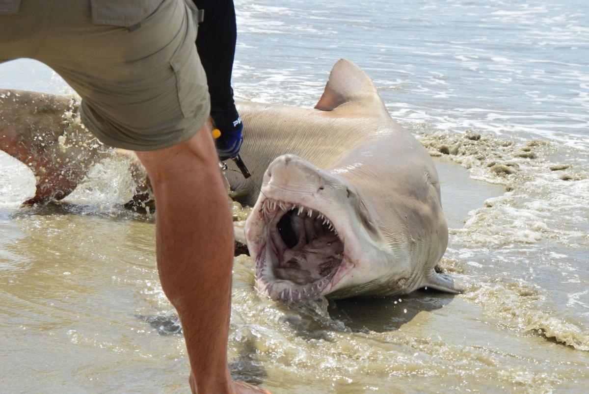Land-based shark anglers skillfully bring in big beasts