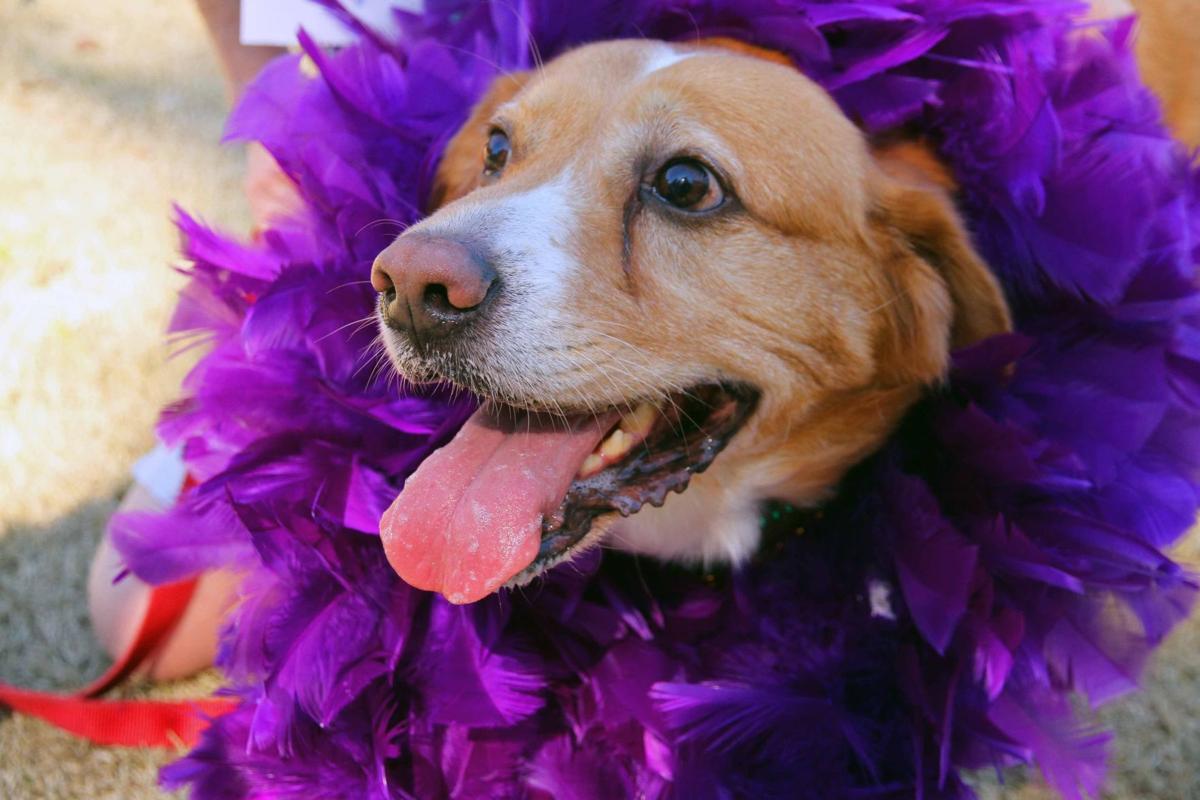 Mardi Gras Pawrade
