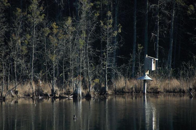 Wood duck box giveaway program helps species thrive in SC News
