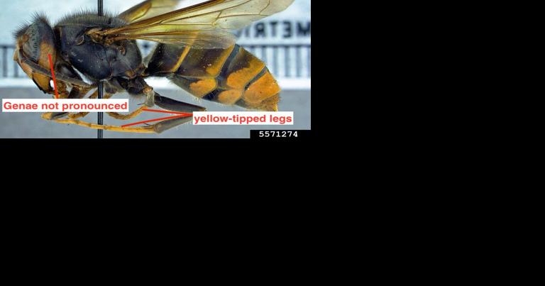 Yellow-legged hornet queen found in Jasper County | Beaufort County - Vimarsana News