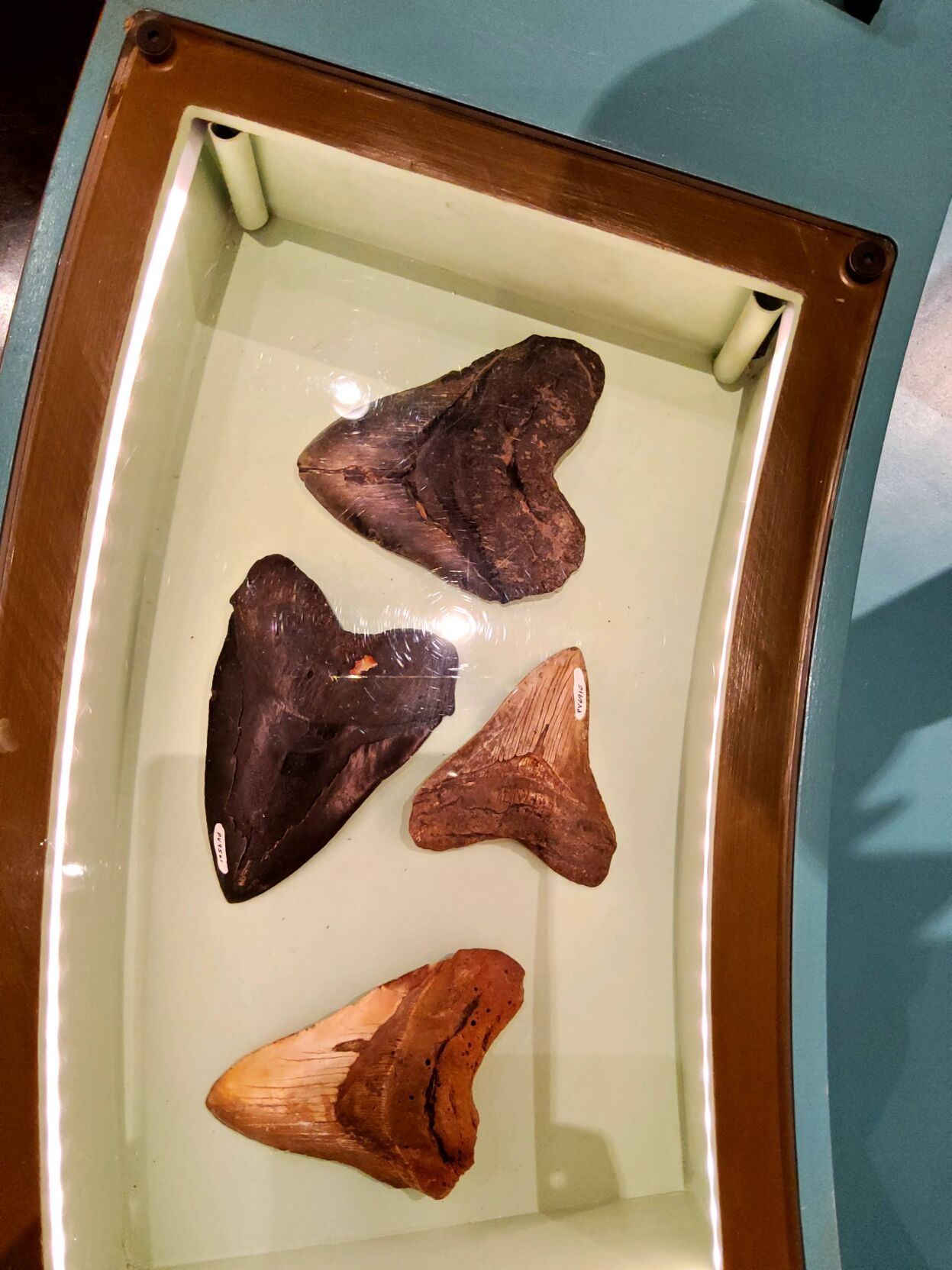 The Charleston Museum has an impressive fossil collection. These are