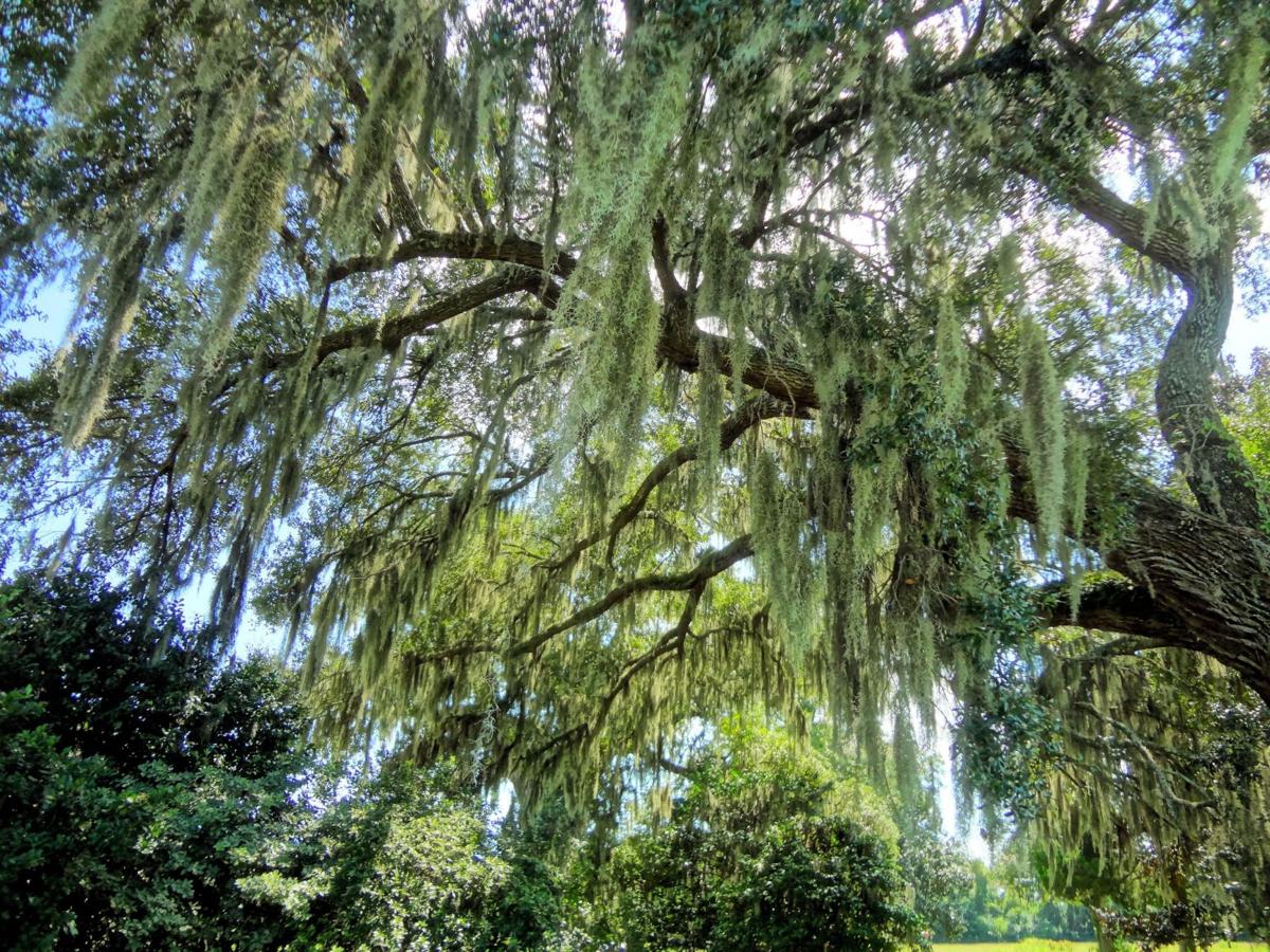 Reader gallery: Spanish Moss