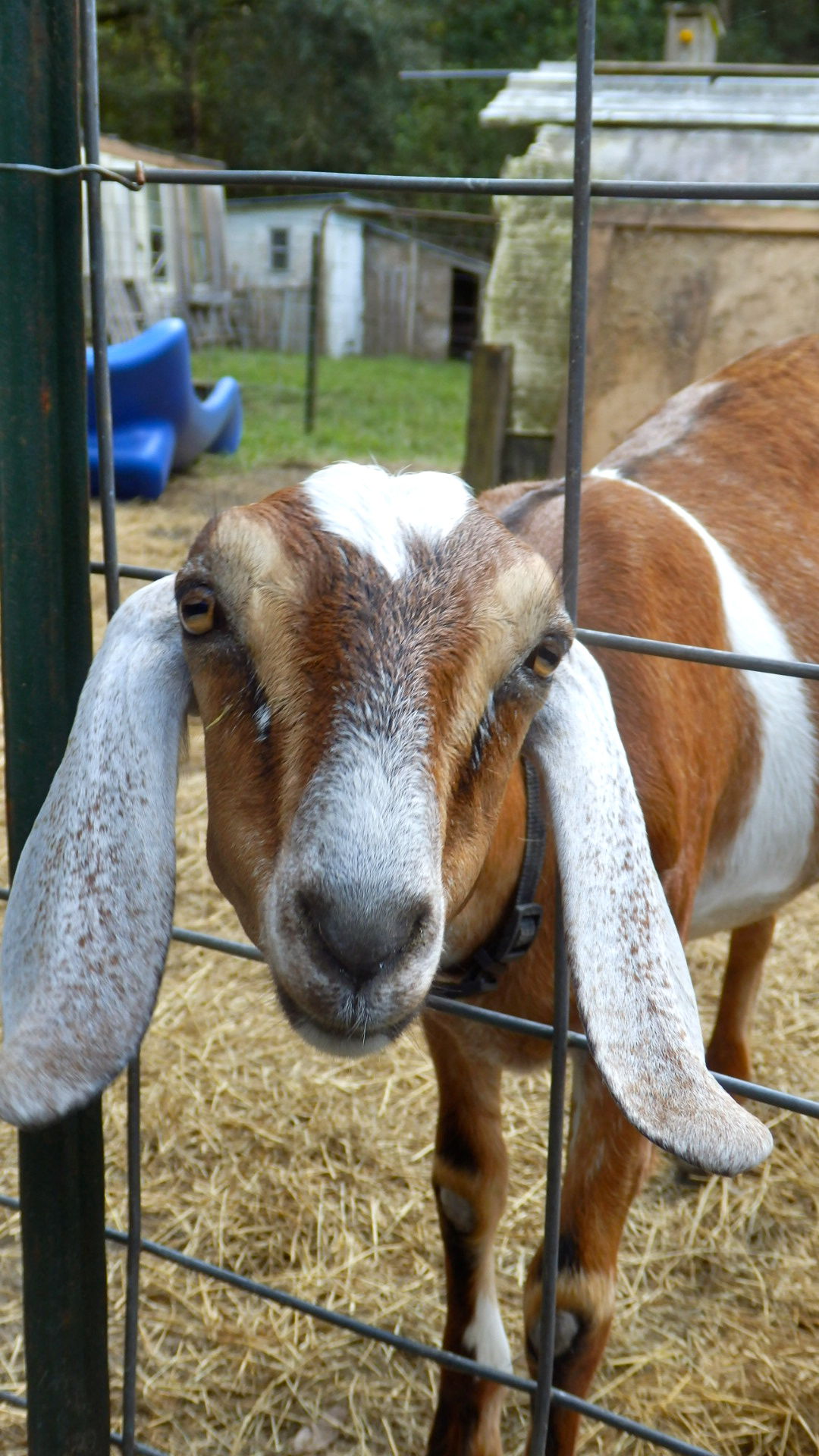 Lisa-Hartzog Farm.jpg