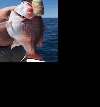 New fishing requirements for snapper, grouper go into effect next week