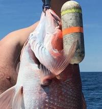 New fishing requirements for snapper, grouper go into effect next week