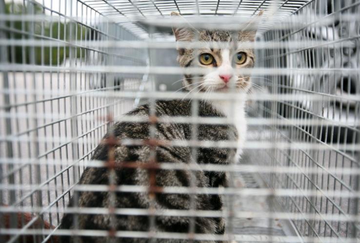 How to Trap Feral Cats, Cat Trapping