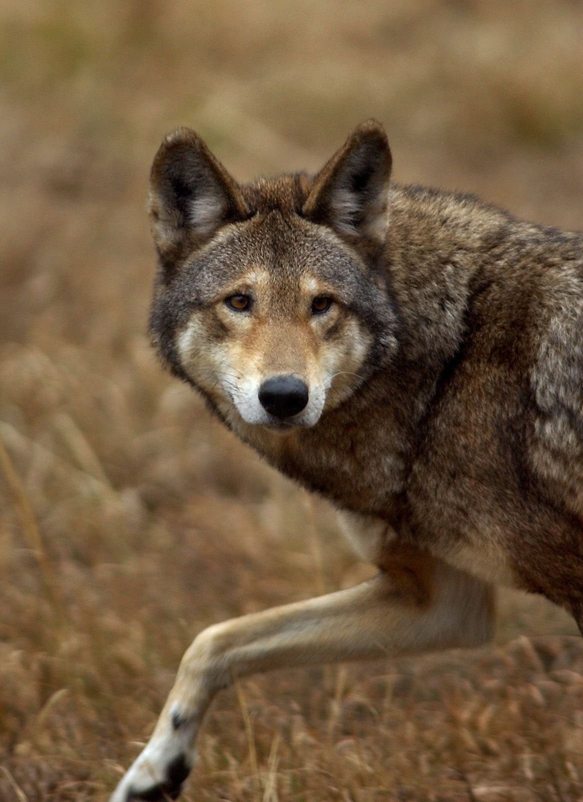 wolf coyote