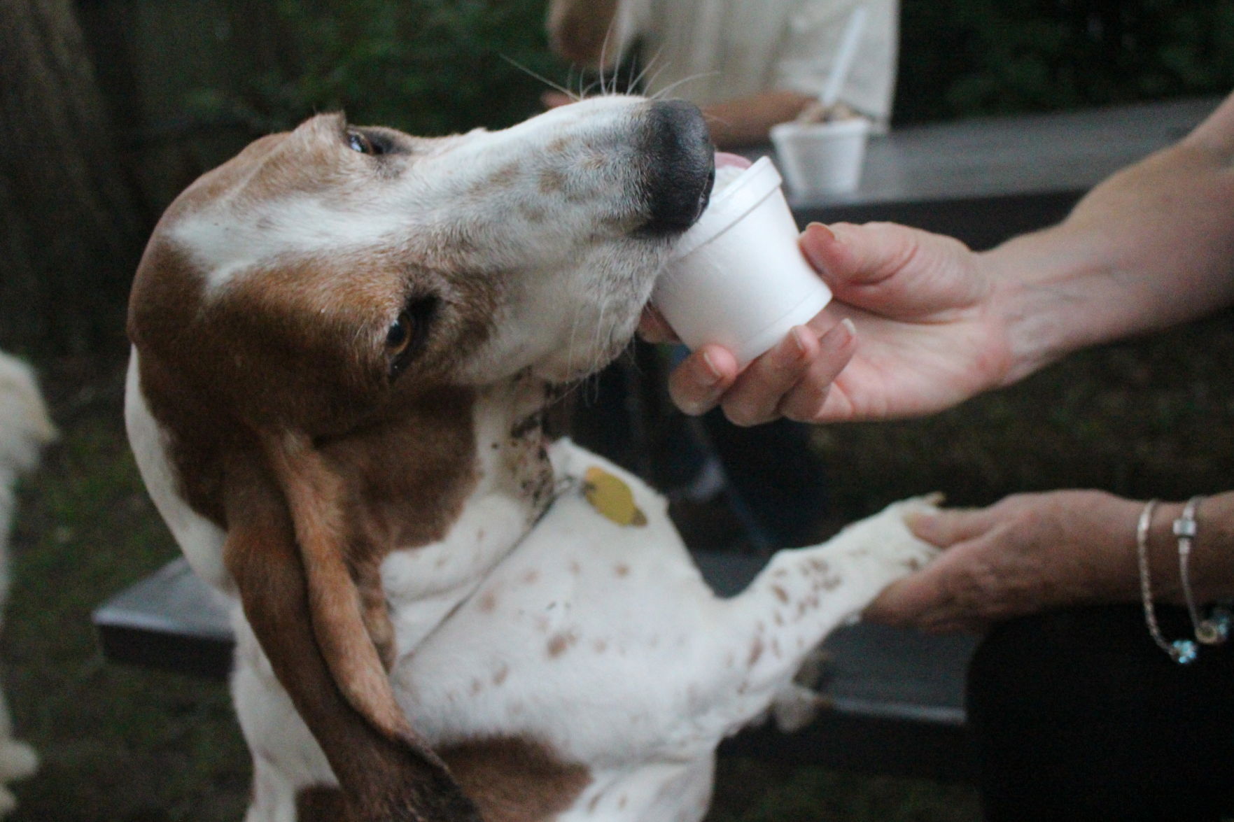 social dog walking groups near me