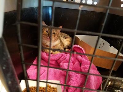 Charleston Animal Society Gets 127k For Program Expansion