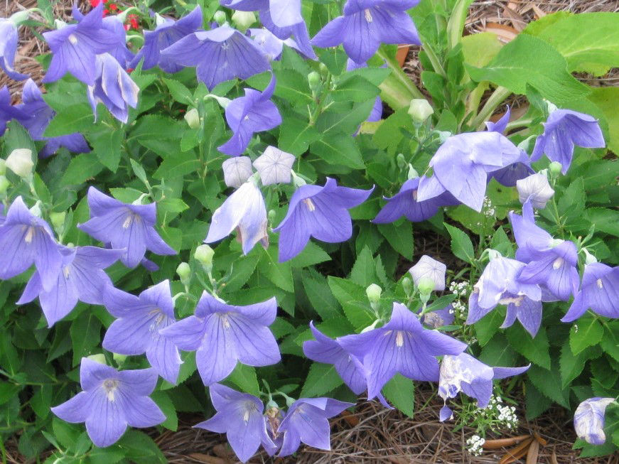 10 Tough Flowering Perennials That Stand The Test Of Time Features 10 Tough Flowering Perennials That Stand The Test Of Time Features Postandcourier