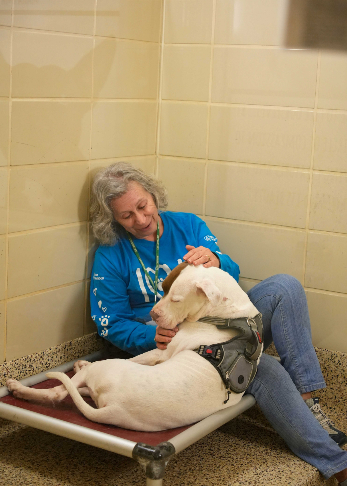 ANIMAL CONNECTION: SPCA Albrecht Center in need of volunteers