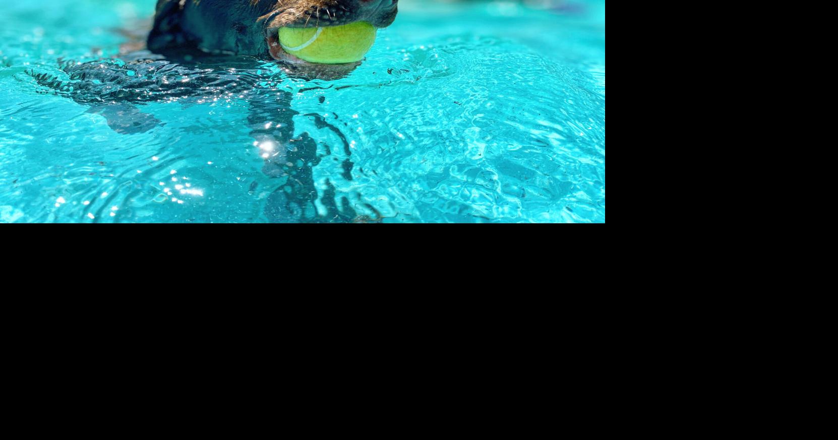 Charleston's luxury pet hotels can give your dogs a vacation of their