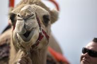 Charleston's Southeastern Wildlife Exposition canceled after initially