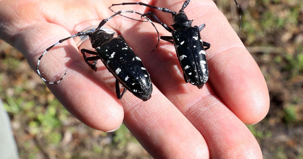 Asian longhorned beetles will begin chewing their way out of trees as ...