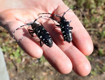 Asian longhorned beetles will begin chewing their way out of trees as ...