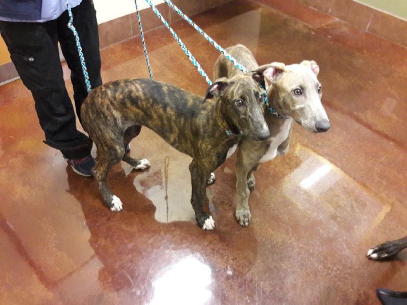 Pet Docs: Lively greyhound puppies offer hope for future ...