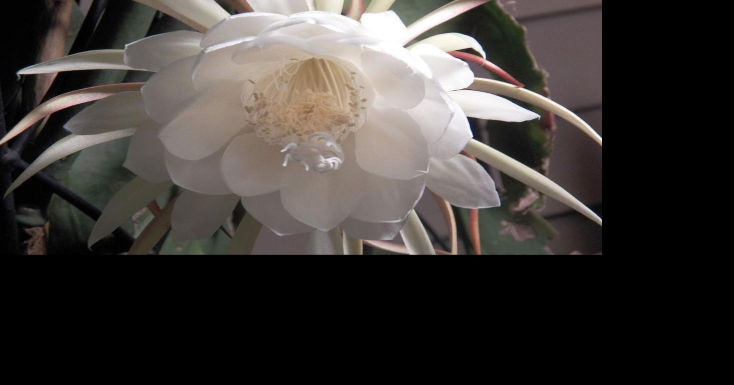 Banting's Nursery Northshore - Night Blooming Cereus is loaded with buds!  Available in a hanging basket. Night Blooming Cereus will produce snowy  white blooms and these blooms open at night!!