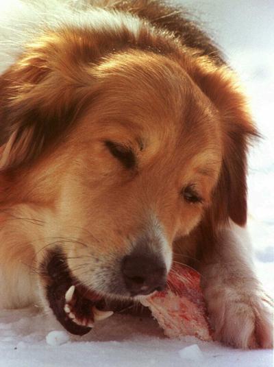 Esophageal Obstructions Can Be Deadly In Pets Pets esophageal obstructions can be deadly